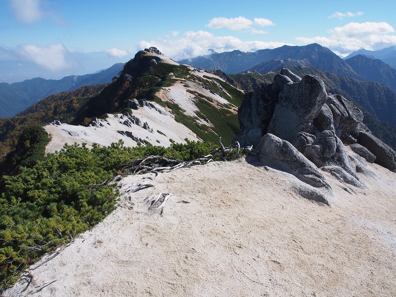 燕岳の砂礫にコマクサの群生地