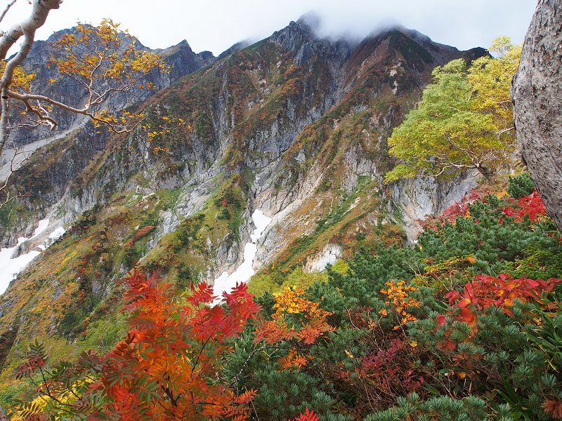 五竜岳遠見尾根の紅葉
