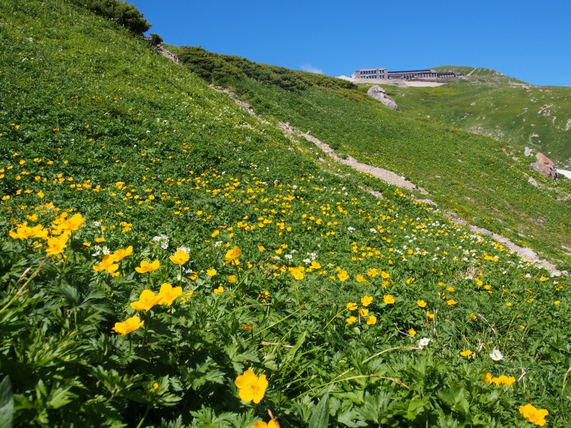 村営白馬岳頂上宿舎上部の雪田周辺の高山植物