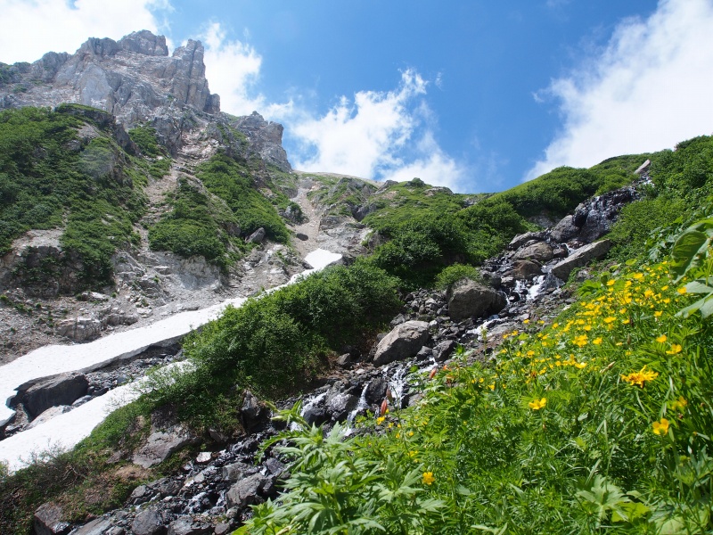 白馬大雪渓上部の葱平（ネブカッピラ）の高山植物