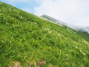 柏原新道から爺ヶ岳