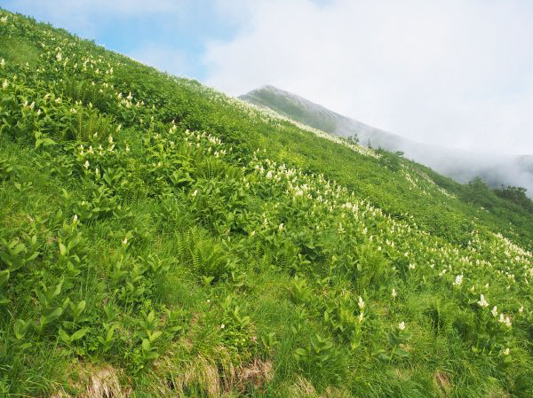 コバイケイソウの咲く先に爺ヶ岳南峰