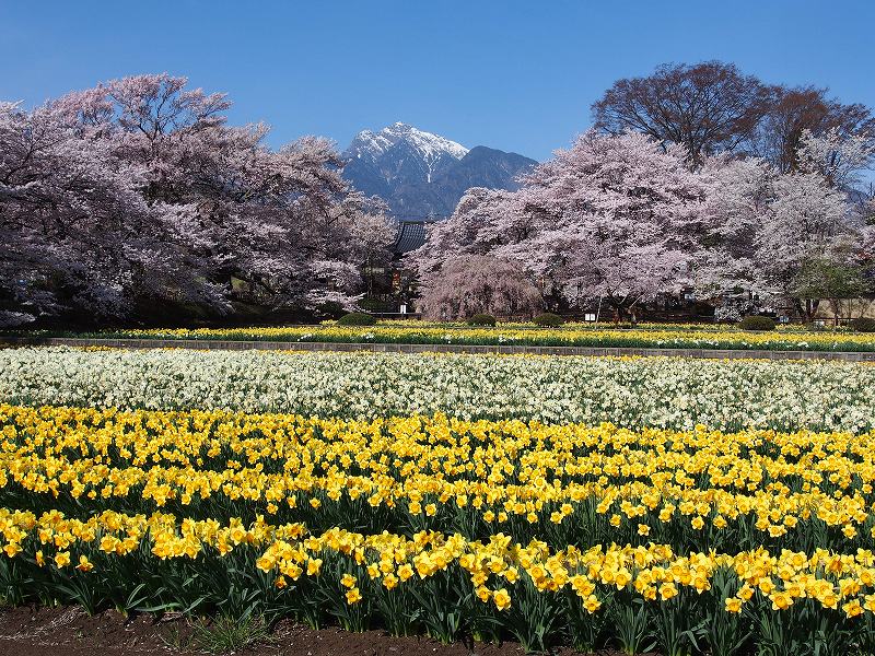 実相寺の桜と水仙と甲斐駒ヶ岳