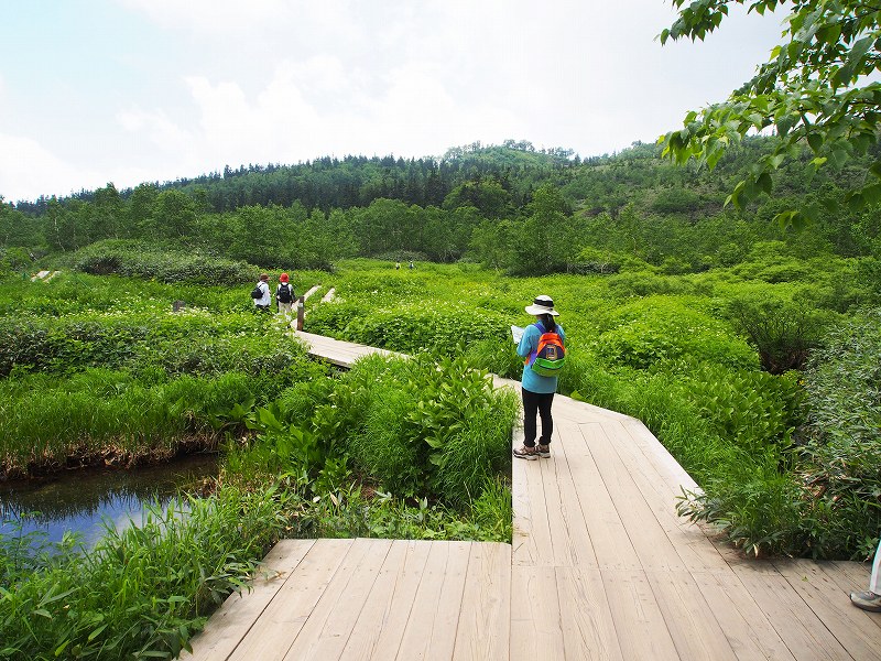栂池自然園の浮島湿原