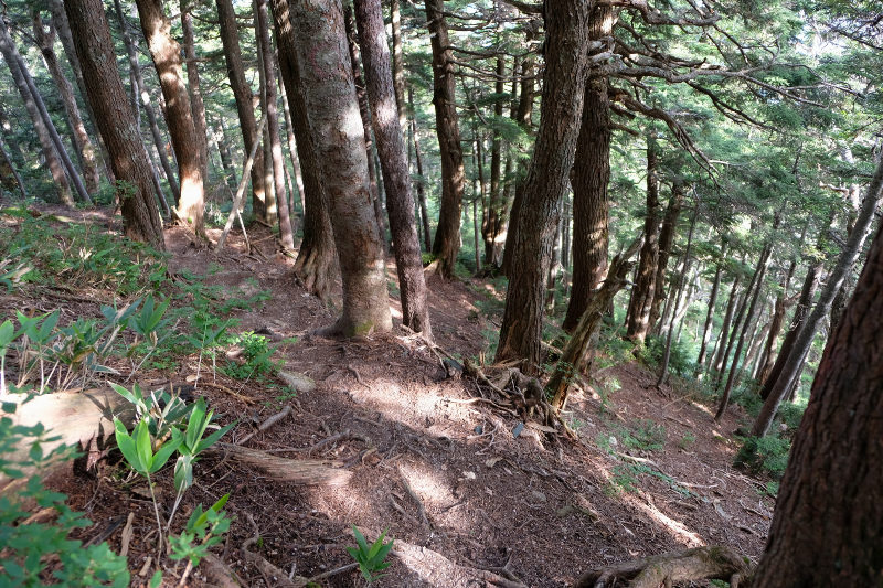 針葉樹林帯の急坂