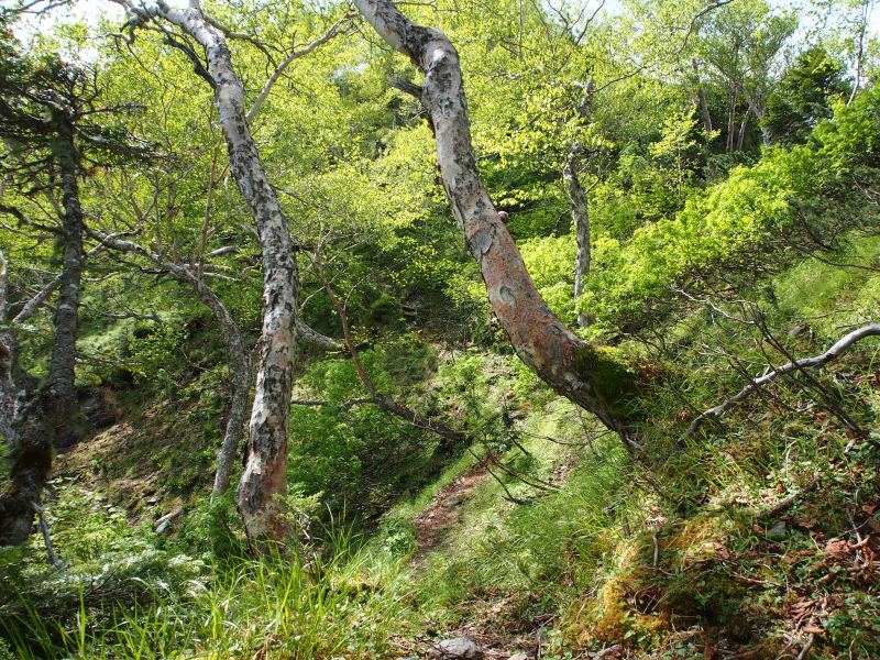 ダケカンバなどが多く生息する灌木帯