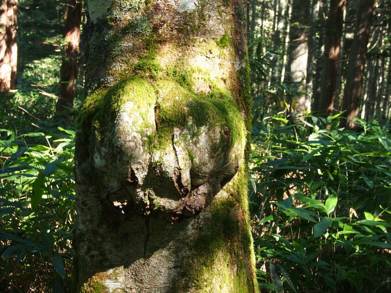 木のコブは木に付いた虫を包み込む現象