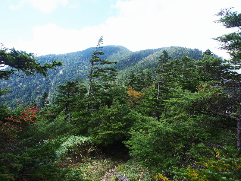 恵那山は樹林に覆われている