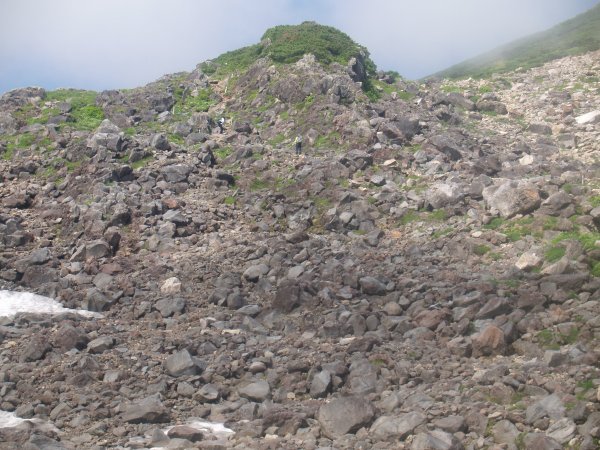 高山植物が豊富
