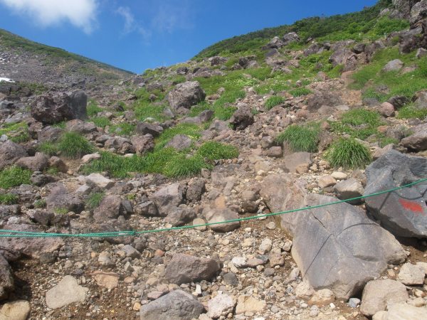 高山植物のお花畑