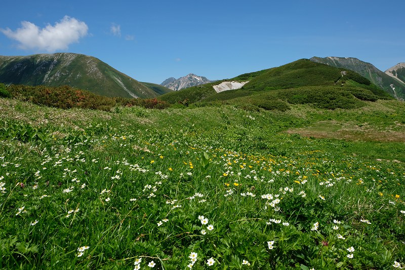 7月下旬の花見平から双六岳