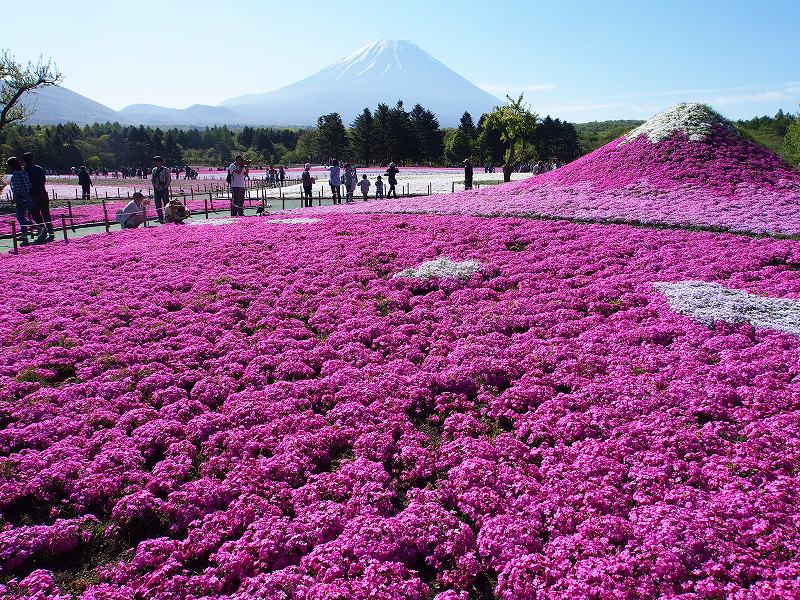 雄大な富士と芝桜で着飾った小富士