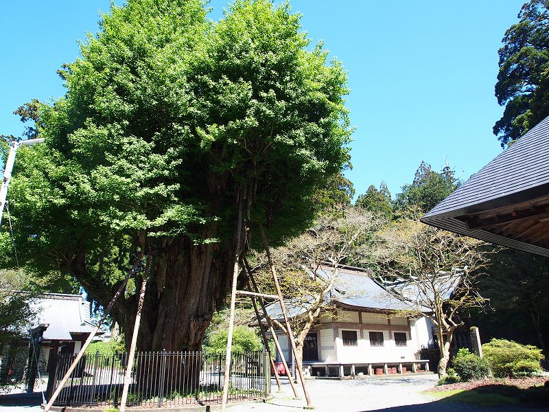 村山浅間神社境内の大銀杏と社殿
