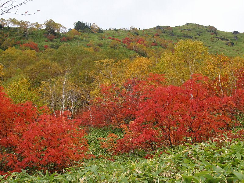 焼岳南峰から連なる稜線の斜面を彩る紅葉