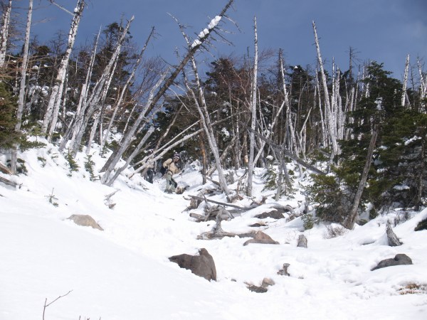 縞枯れ帯に入ります。八ケ岳に於いて大規模な縞枯れ現象は蓼科山や縞枯山などで見られます。森林限界を超える直下に発生する事が多く、更に南斜面でのその頻度が増します。