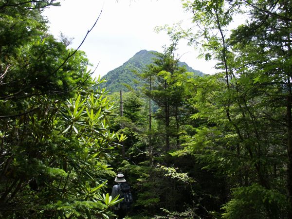 御小屋山を下ると木の間から阿弥陀岳が見えてきました。
