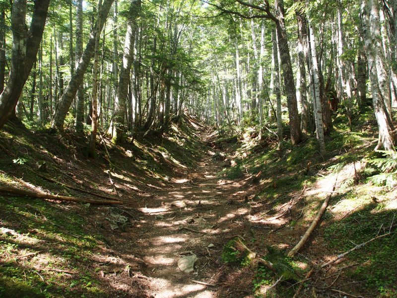 幅の広い真直ぐの登山道を登ります。東海パルプ創業時に木材運搬の為の木馬（きんま）道として使われた林業遺産に沿った登山道です。