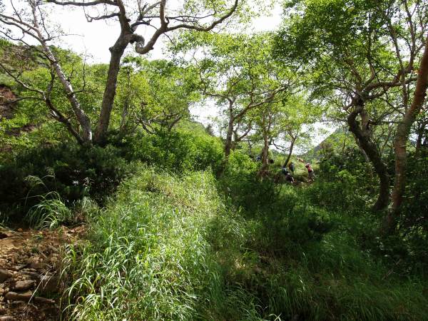 3段の階段を登り切ると、比較的平坦な登山道になります。この付近が地蔵尾根ルートの中間地点です。憩いの広場と称されるダケカンバの林の中をジグザグに登ります。