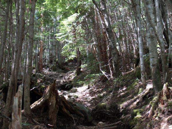 中沢を渉ると傾斜が増し、うっそうと繁った針葉樹林帯の登りが続きます。日の射さない深い樹林の中の急登は単調できついです。