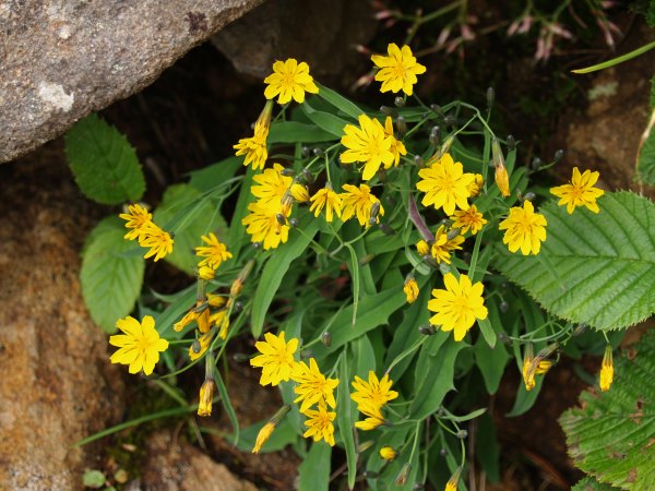 タカネニガナ。登山道沿いに黄色の花を咲かせていました。