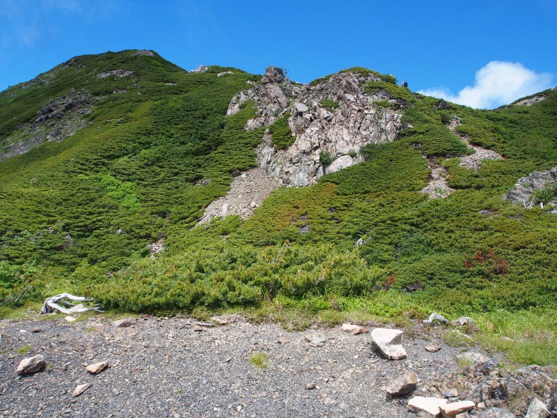 兎岳直下の平坦地です。左手方向に50メートルほど歩くと兎岳避難小屋があります。正面のハイマツに覆われた丸いピークが兎岳です。