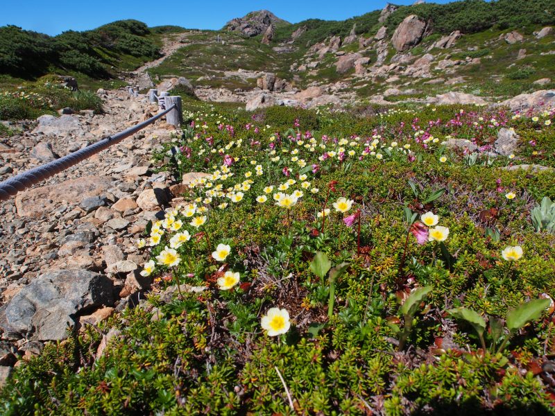 奥聖岳側から前聖岳方面を写す。二重稜線の登山道脇にはチングルマやコイワカガミが綺麗なお花畑を作っています。
