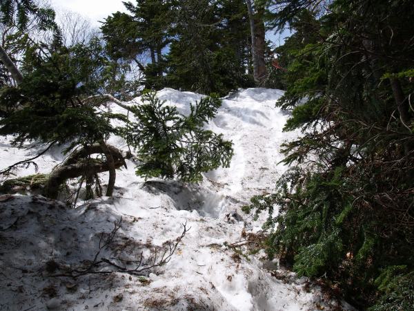 枯木帯を過ぎると針葉樹林帯に変わり、まばらな木々の間には6月２2日時点で残雪が約1mあります。