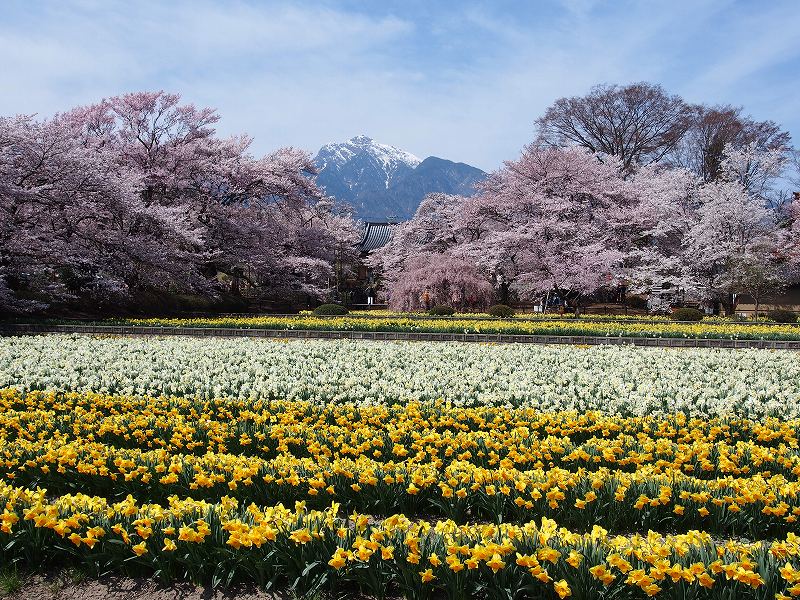 7万株の水仙と桜と甲斐駒ヶ岳のコラボ