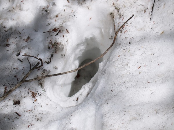 1メートルほどの残雪は腐って柔らかく、しばしば踏み抜きます。こういった時期には登山靴の中に雪が入るのを防ぐためのスパッツは必需品です。