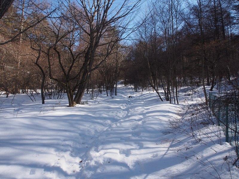 登山道に入り樹林帯の中を進みます。2月3日の積雪は、登山口近くで約30センチほどです。すでにトレースが付いているので歩くことは問題ありません。