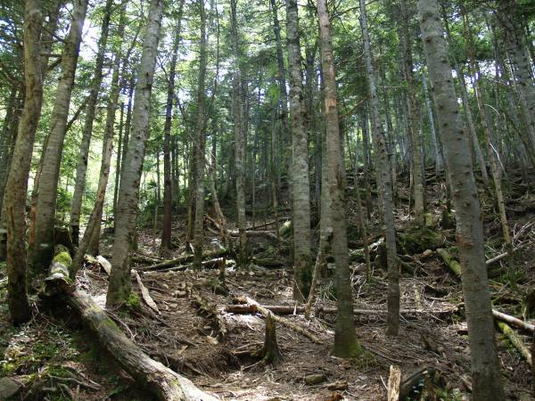 中岳道の針葉樹林帯を登りが続きます。