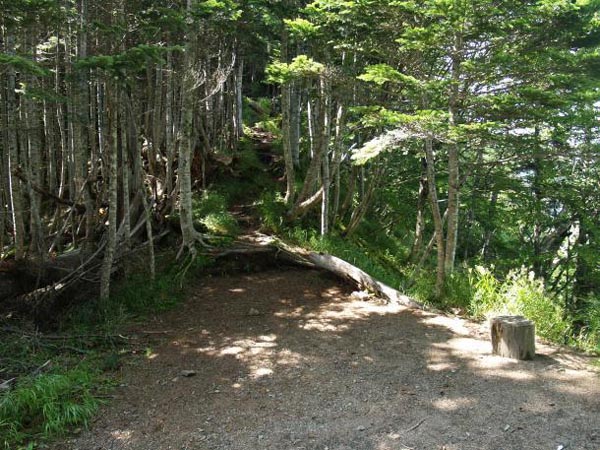 広河原峠から早川尾根小屋の間は、ゆるやかな樹林帯の登りが続きます。