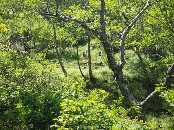 樹相が針葉樹林帯からダケカンバの林に変わると展望が開けてきます。横岳がくっきり見えてきます。