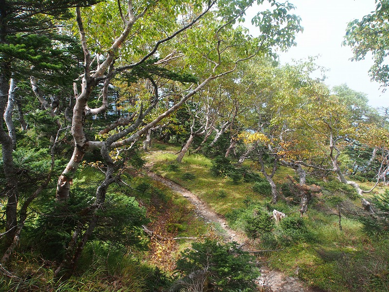 柴沢吊橋分岐に戻り、根元から折れ曲がったダケカンバの林の中を進みます。僅かな高低差があるだけの稜線のため疲れません。右手方向には時折聖岳や兎岳を望める場所もあります。