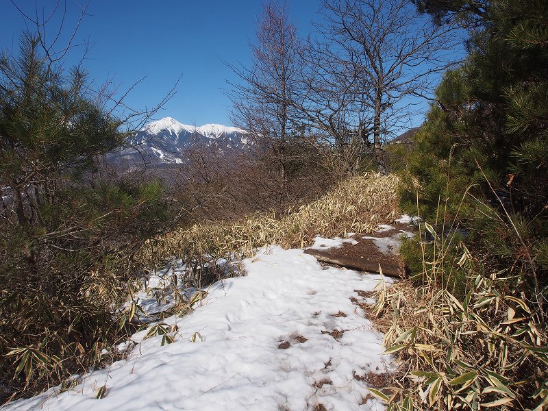 登山道は平沢牧場の中を緩く登っています。左手方向に雪をまとった八ケ岳の主峰赤岳がくっきりと見えてきました。