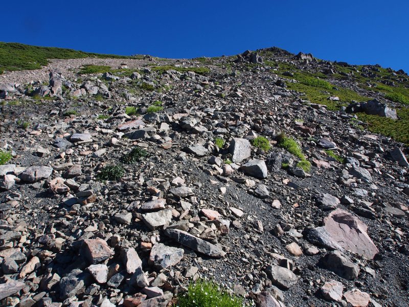 滑りやすい大斜面を九十九折に登れば前聖岳山頂です。周辺にはタカネツメクサの群落が点々と広がっています。