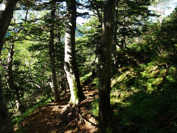 樹林帯の登りが「赤岩の頭（ズコ）」まで続きます。時折、右手方向に「赤岳」や「阿弥陀岳」が、ちらりと見える場所があります。