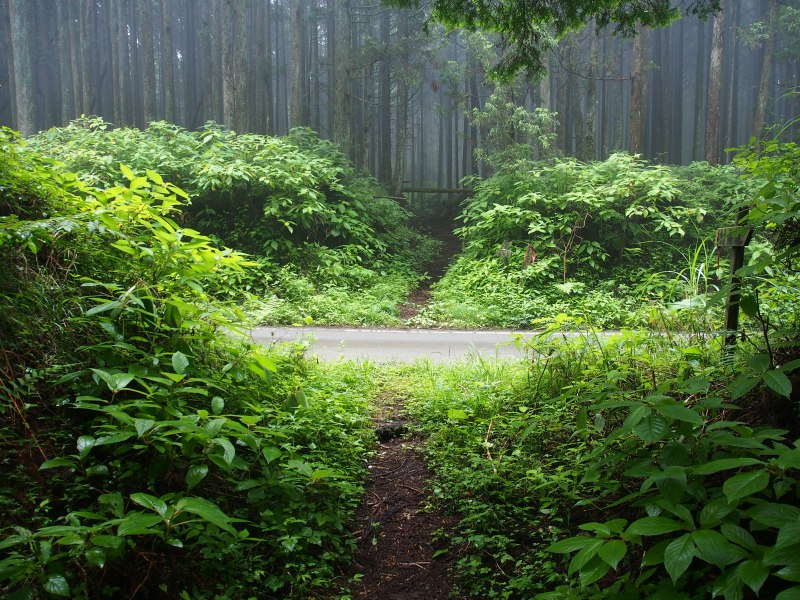 富士裾野林道を横断