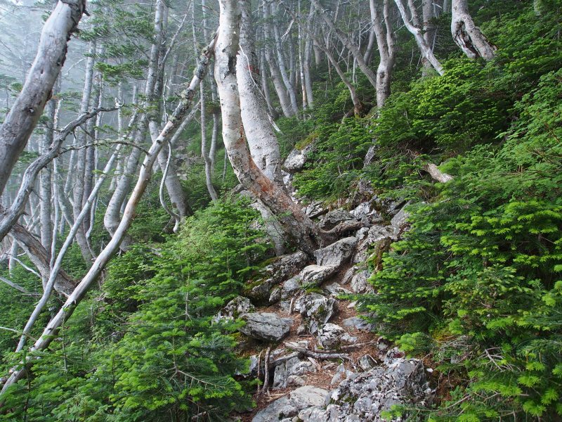 赤石小屋からダケカンバの林の急坂を登って行きます。