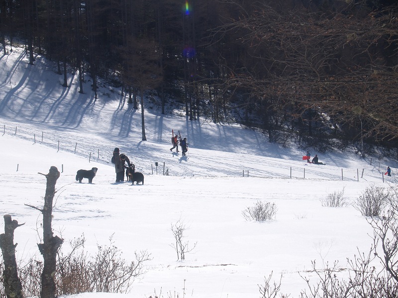 入笠湿原脇の斜面でソリ遊びをして遊ぶ人々や犬連れの観光客もいます。