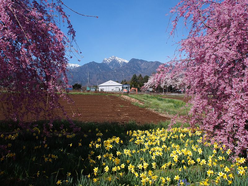 甲斐駒ヶ岳の残雪と枝垂桜