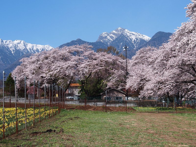 桜とアサヨ峰と甲斐駒ヶ岳のコラボ