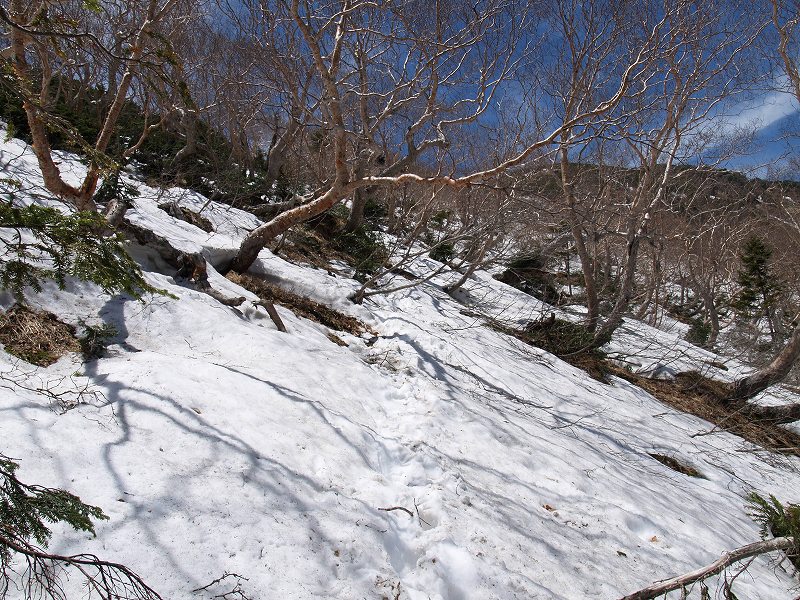 稜線の右手側に回り込み、ダケカンバの林の中に付けられた先行者のトレースを辿ります。この時期、登山道は雪に埋もれ分らなっています。