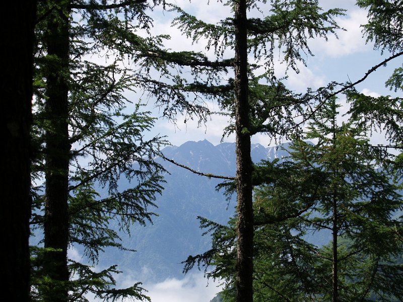 オベリスクが象徴的な鳳凰三山の地蔵岳が樹木の隙間からのぞいています。