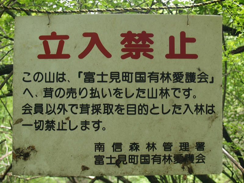 マツタケが採れる山が広がっています。『 この山は「富士見町国有林愛護会」へ、松茸の支払いをした山林です。会員以外で松茸採取目的とした入林は、一切禁止します。南信森林管理署』と、記されています。