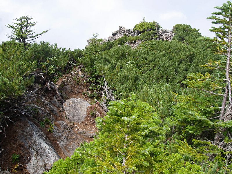 樹林帯を抜け、ハイマツ帯の間を登り切ると赤薙沢ノ頭山頂です。