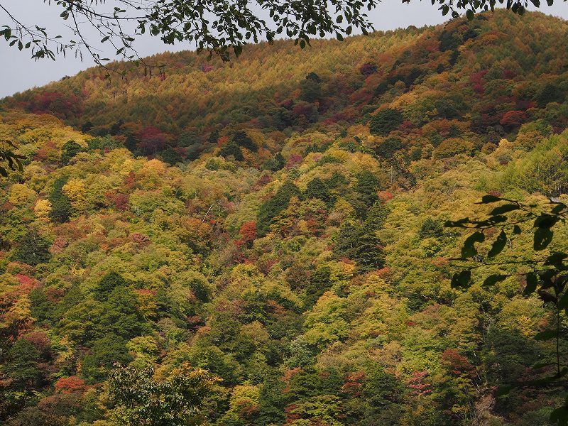 尾白川渓谷をさらに遡上した所から日向山の山腹の紅葉を写す。