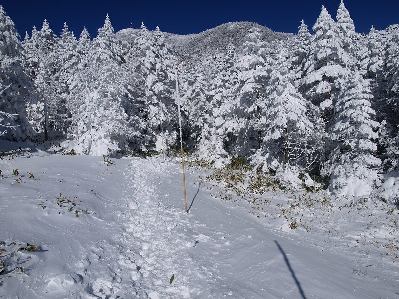 北八ヶ岳ロープウェイ山頂駅から樹林帯の中に入り、「坪庭」と呼ばれる台地状の場所まで登ります。山頂駅からは北横岳の山頂は見えません。