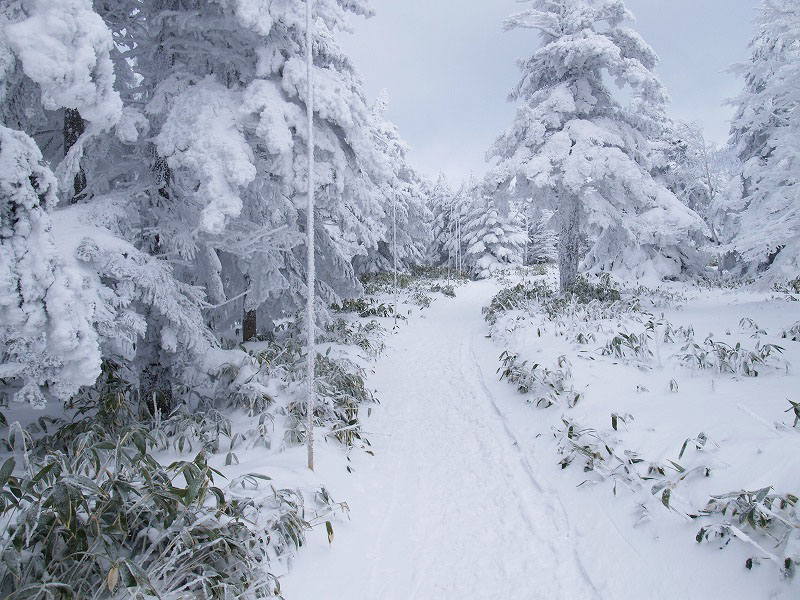 針葉樹に雪がびっしり付いています。途中縞枯山荘を通過します。