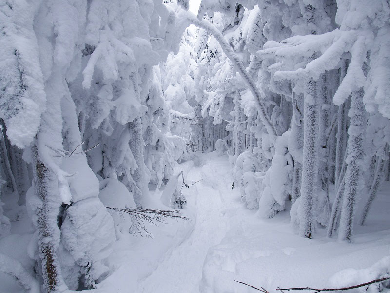縞枯山から針葉樹に雪がびっしりと付着した中を下ります。深い雪の中は大変美しい。
